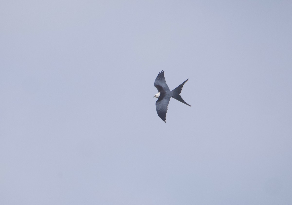 Swallow-tailed Kite - ML619400675