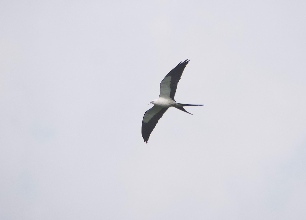 Swallow-tailed Kite - ML619400676
