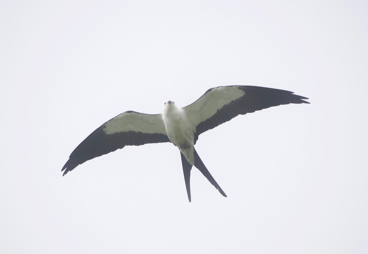 Swallow-tailed Kite - ML619400677