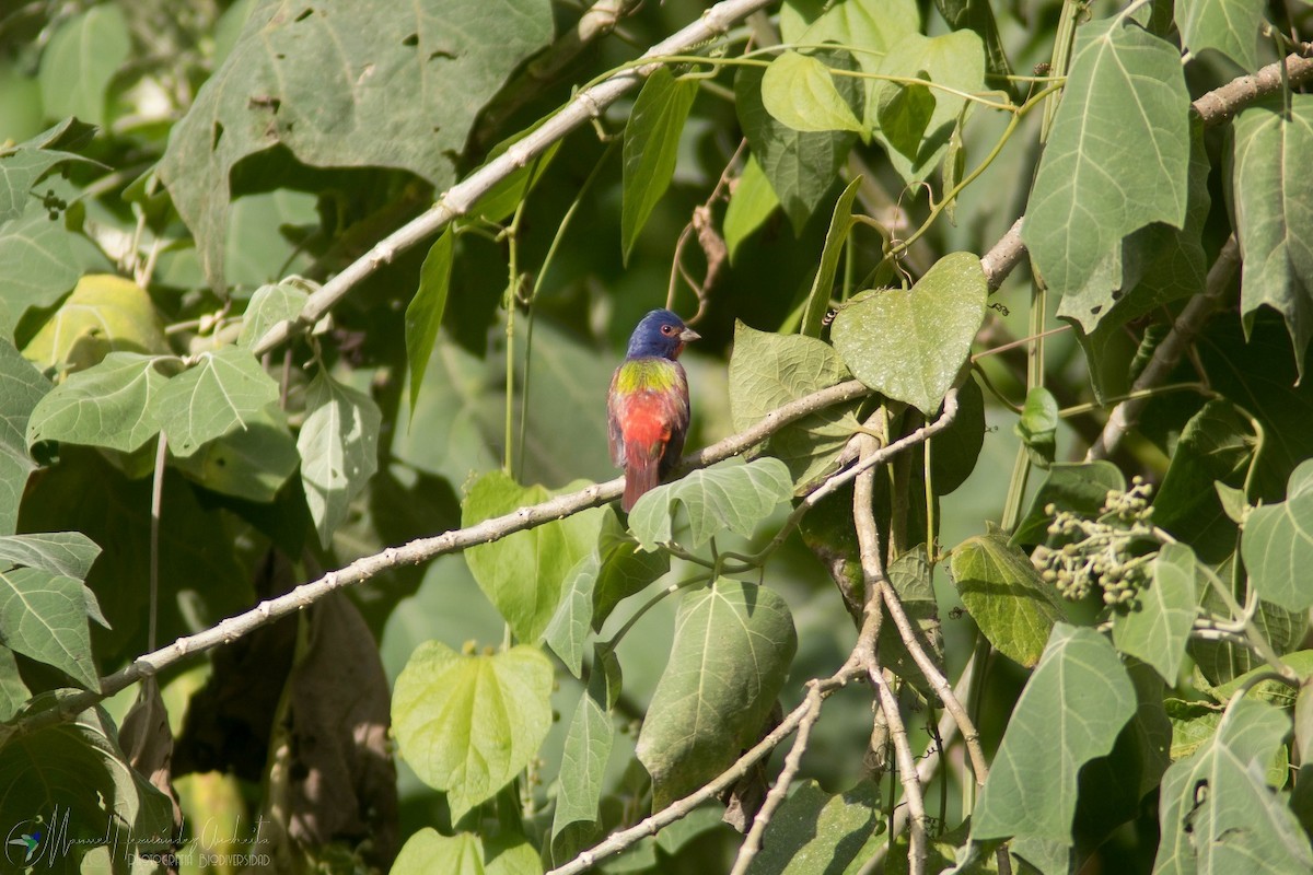 Painted Bunting - ML619400713