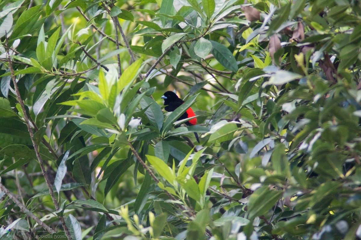 Scarlet-rumped Tanager - ML619400729