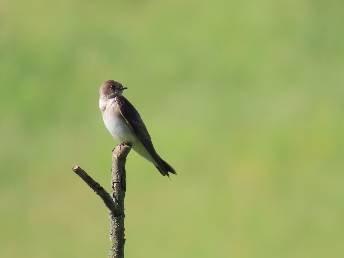 Northern Rough-winged Swallow - ML619400736