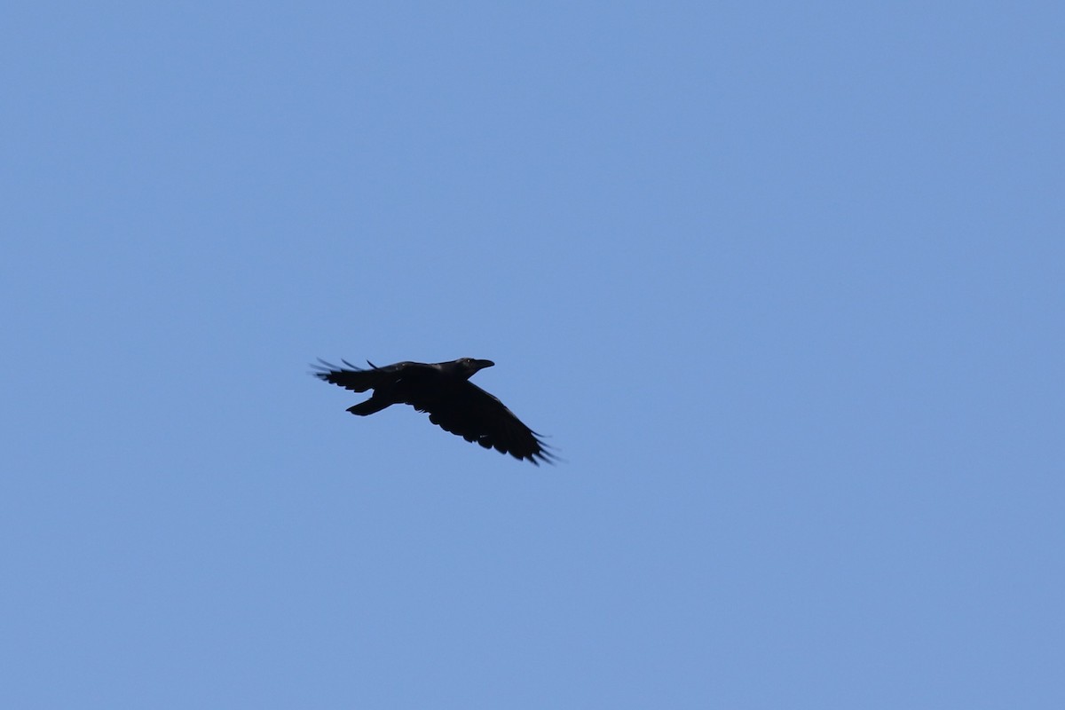 Corvus sp. (crow sp.) - ML619400800