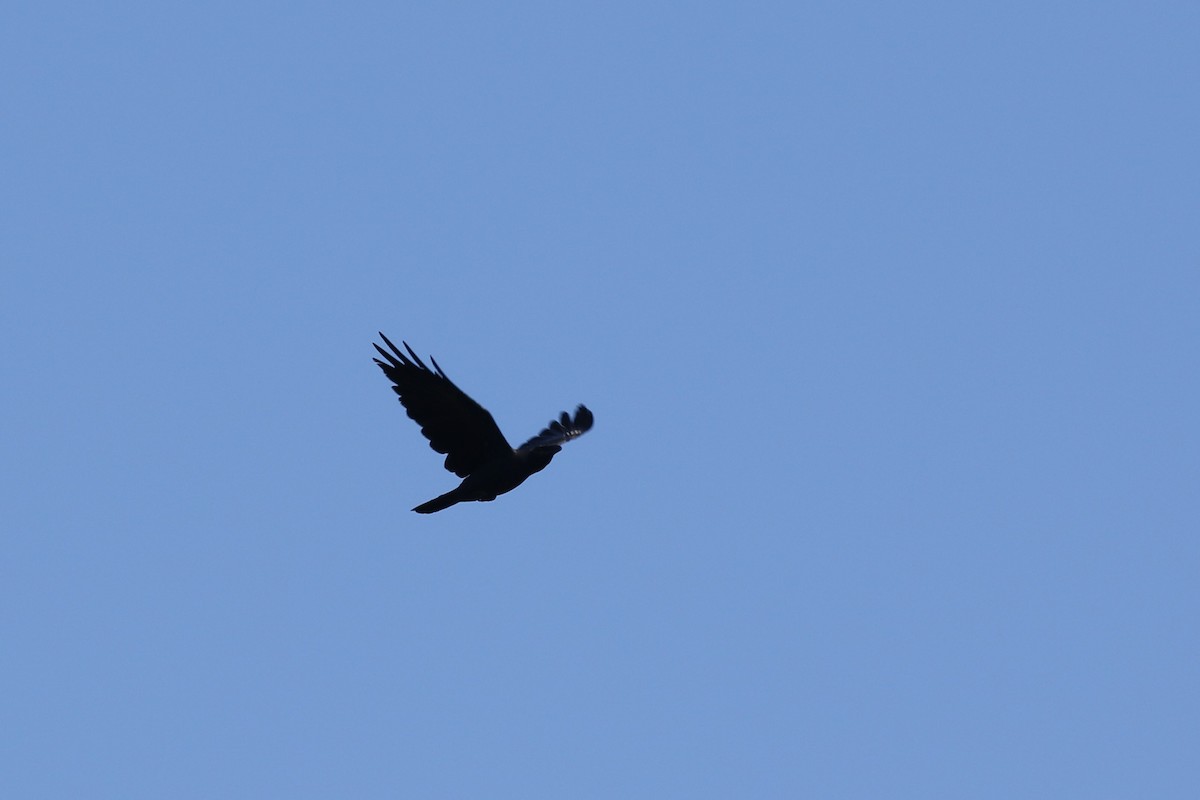 Corvus sp. (crow sp.) - ML619400801