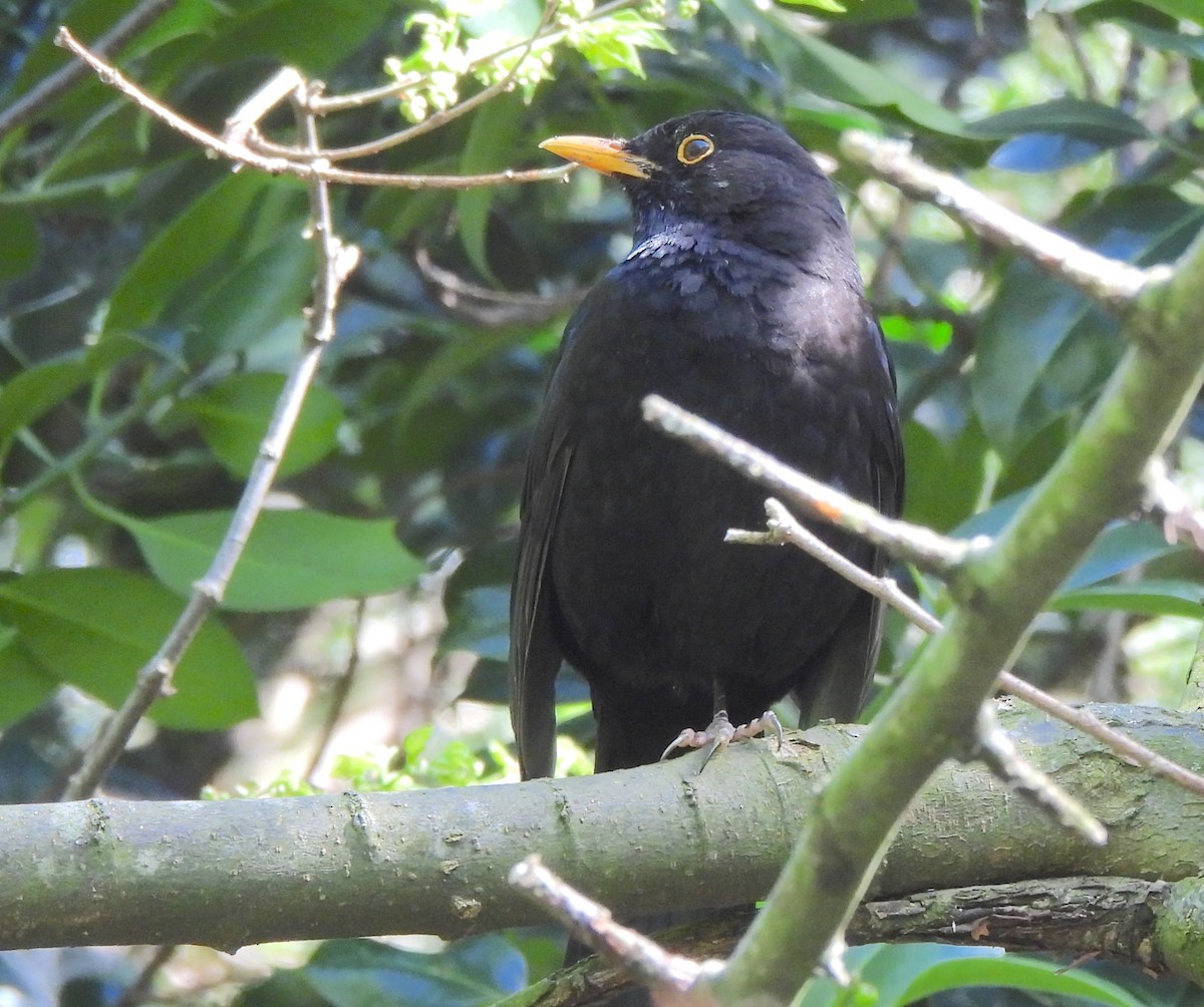 Eurasian Blackbird - ML619400825