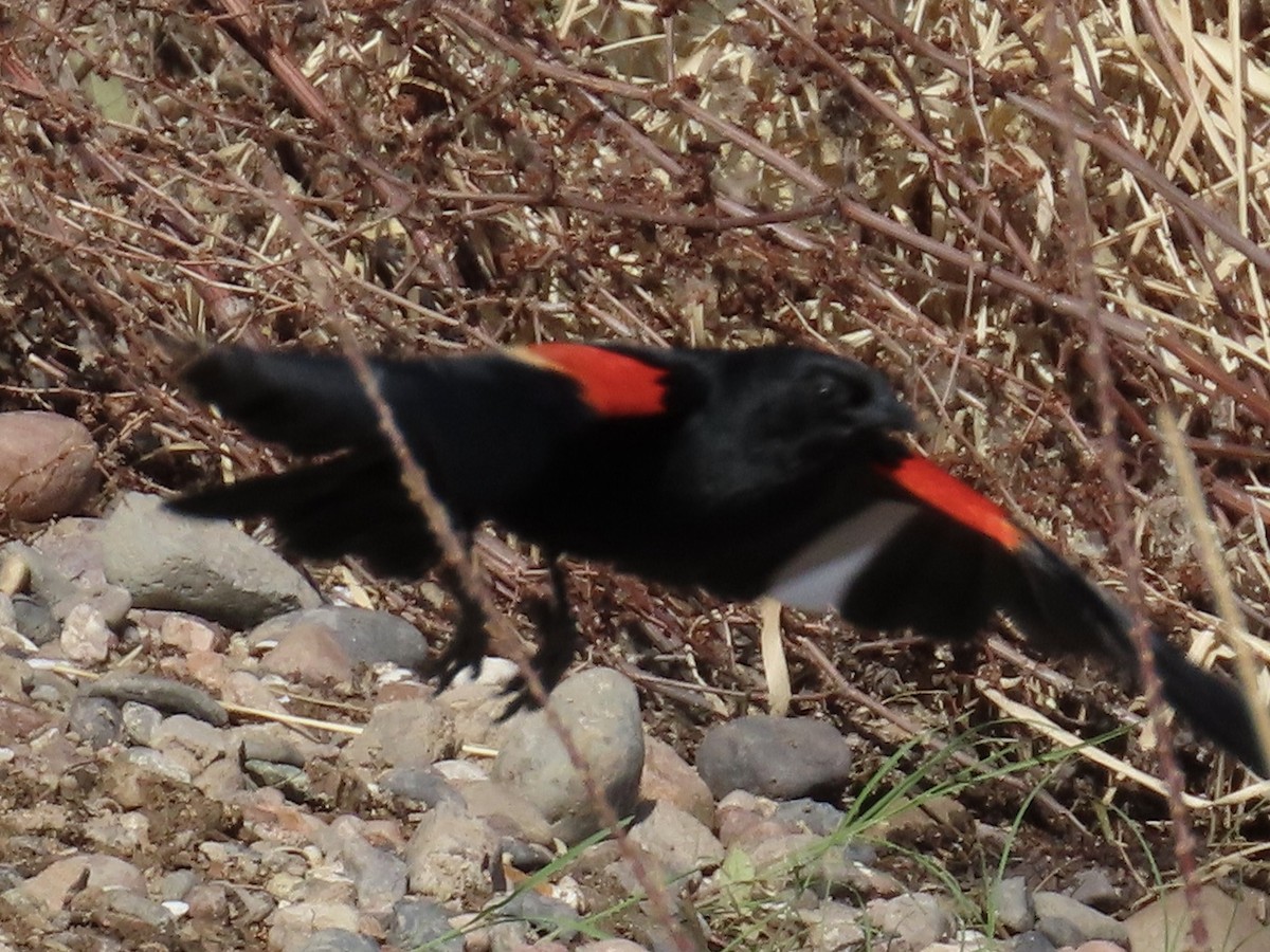 Red-winged Blackbird (Red-winged) - ML619400871