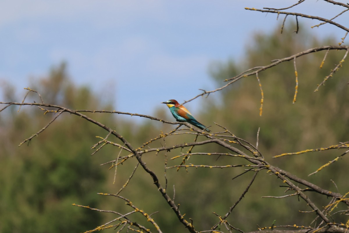 European Bee-eater - ML619400911