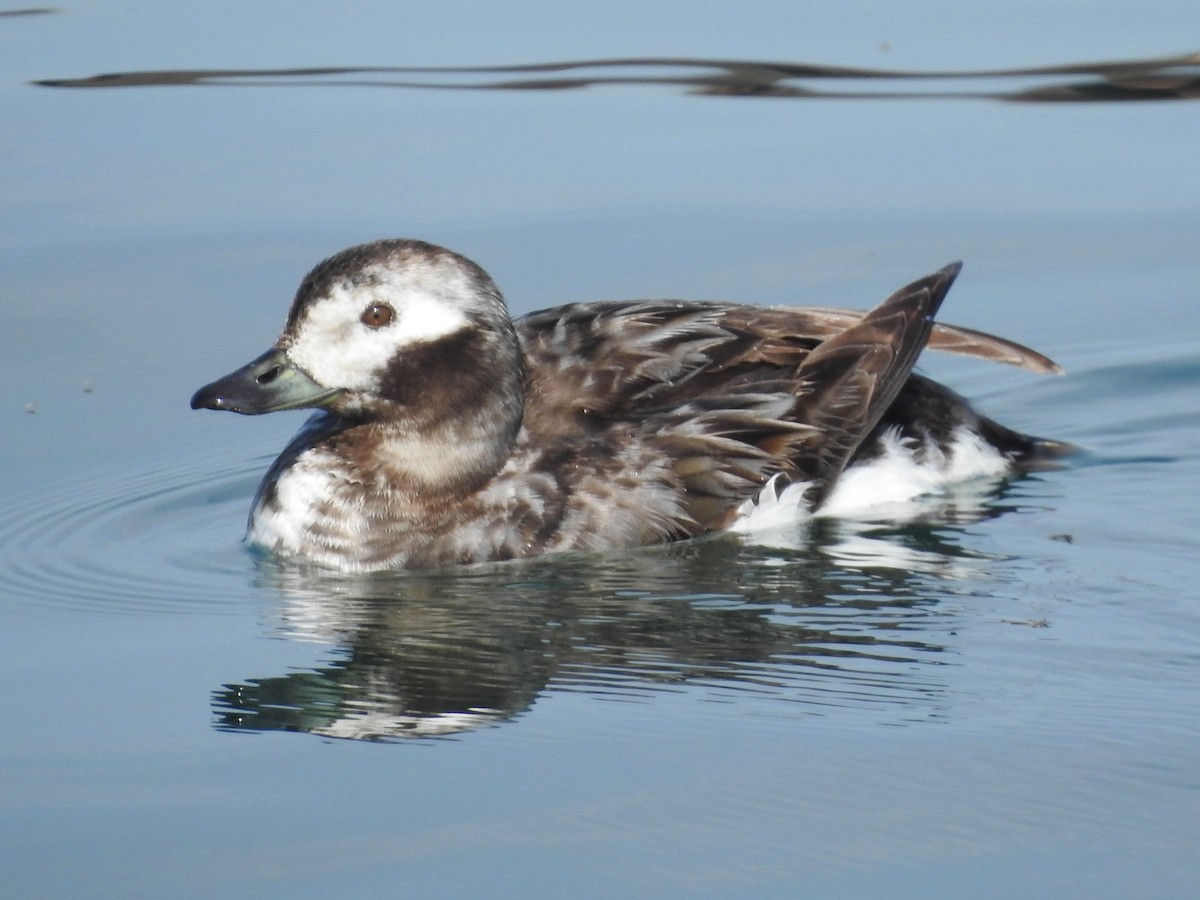 Long-tailed Duck - ML619400925