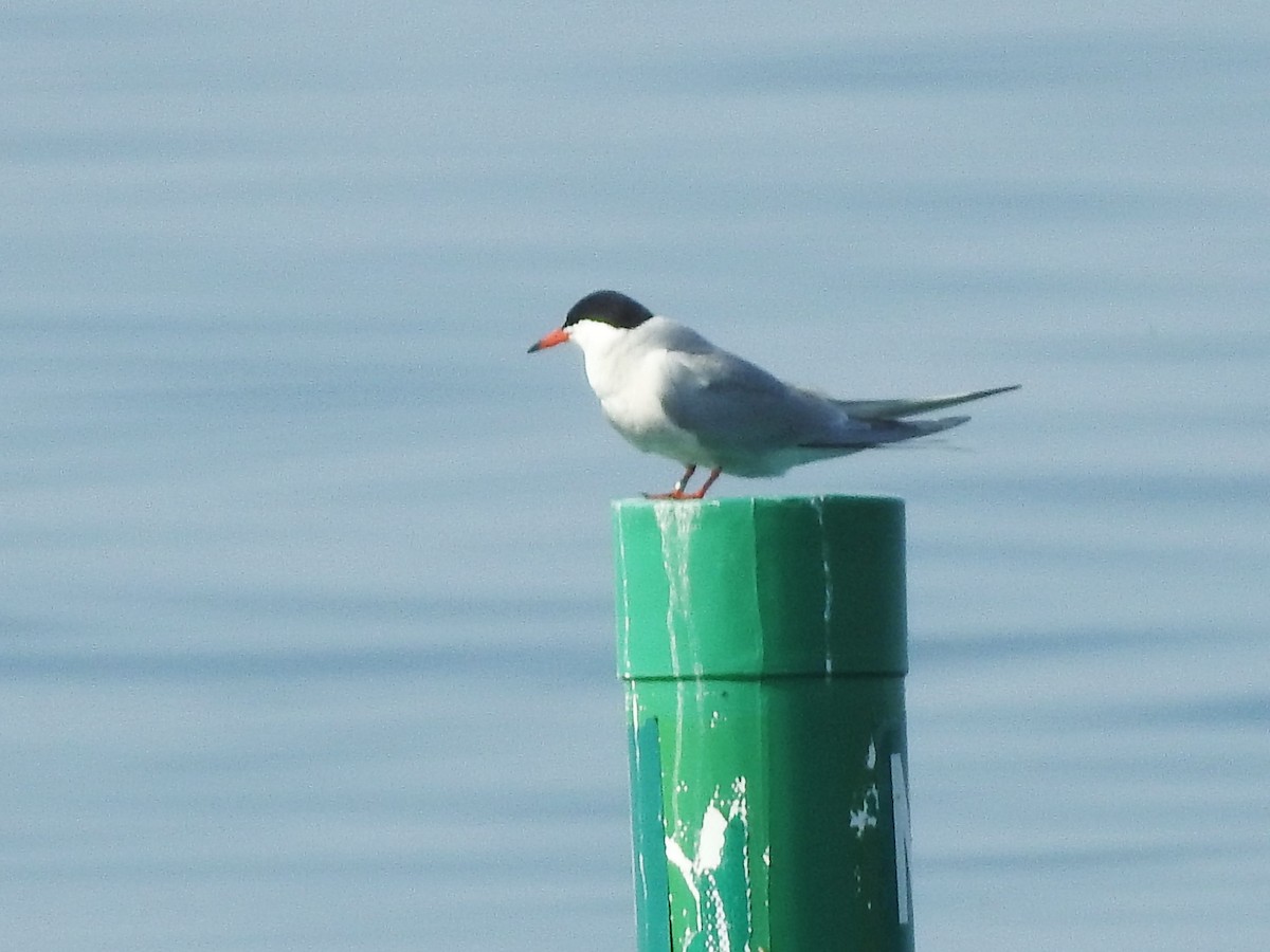 Common Tern - ML619400928