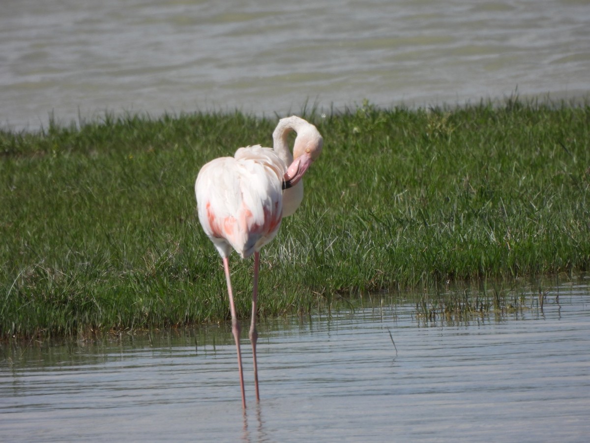 Greater Flamingo - ML619400947