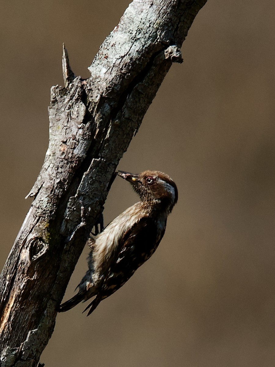 Brown-capped Pygmy Woodpecker - ML619401006