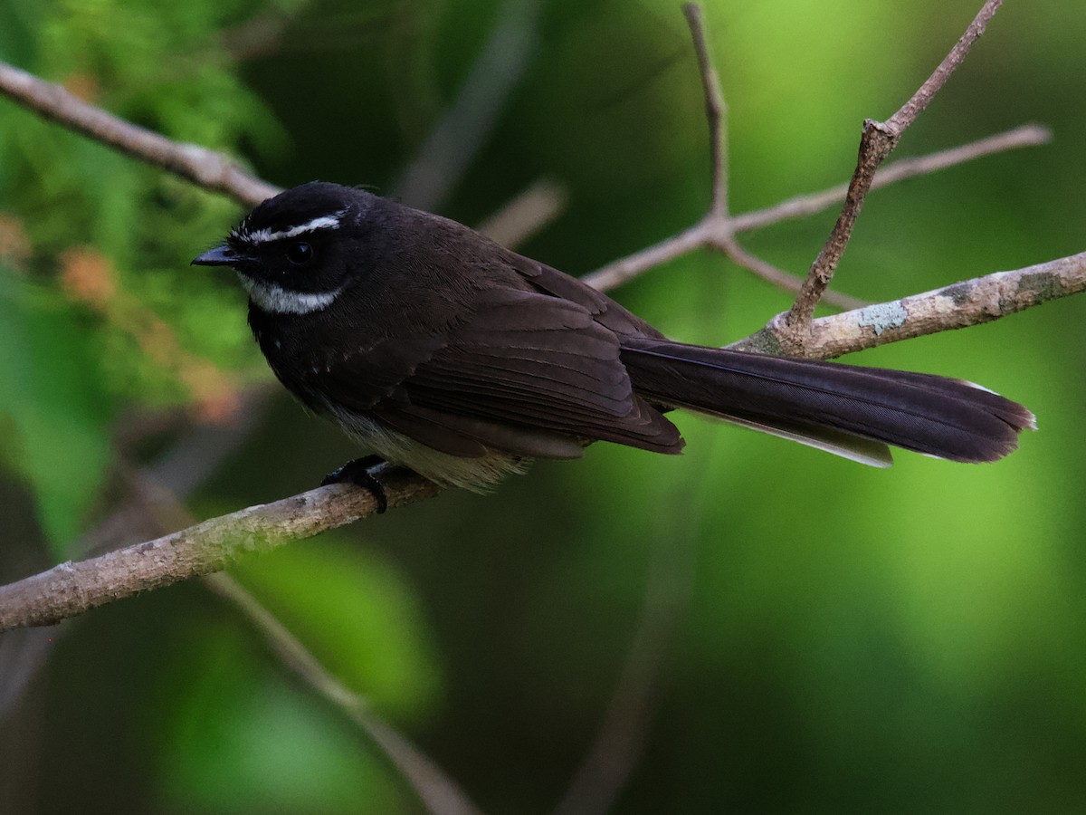 Spot-breasted Fantail - ML619401013
