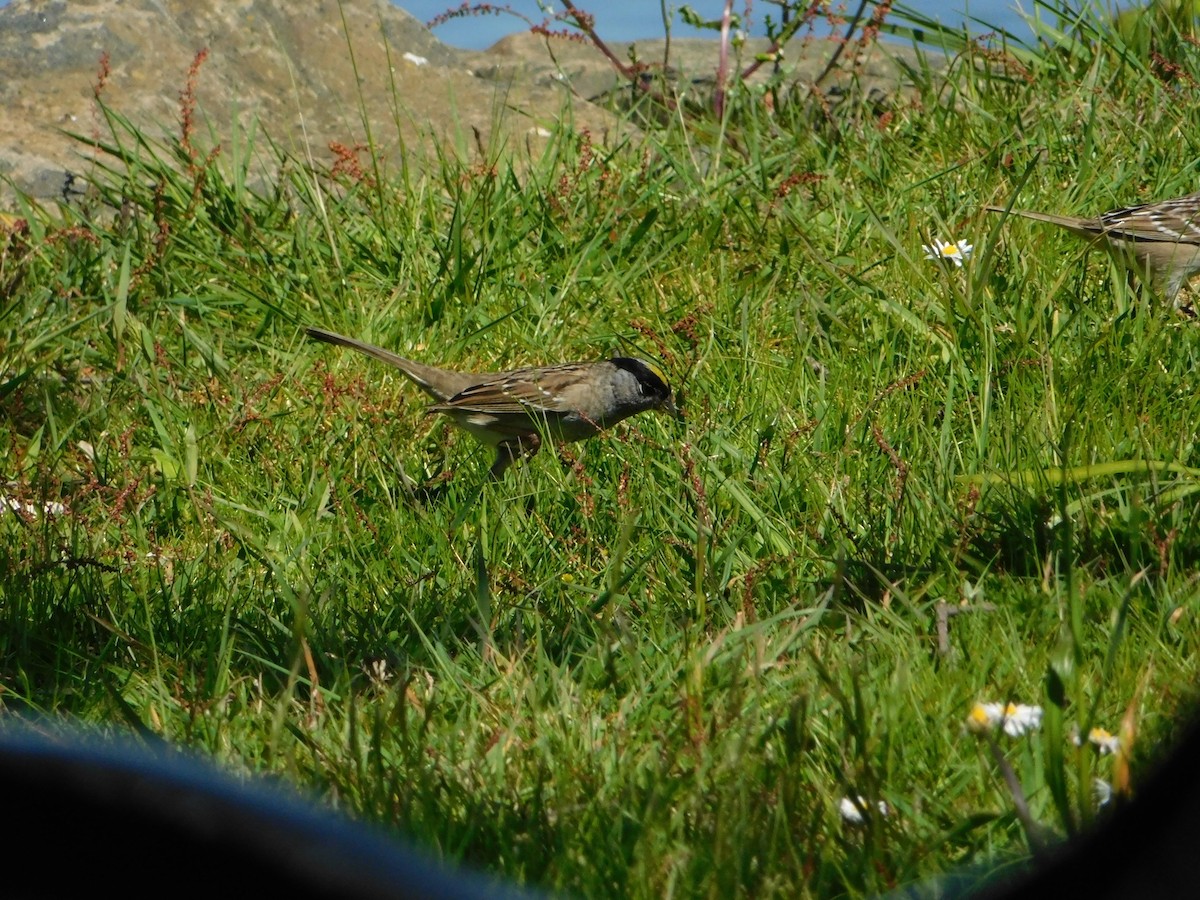 Golden-crowned Sparrow - ML619401046