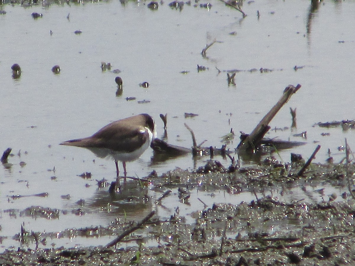 Semipalmated Plover - ML619401104