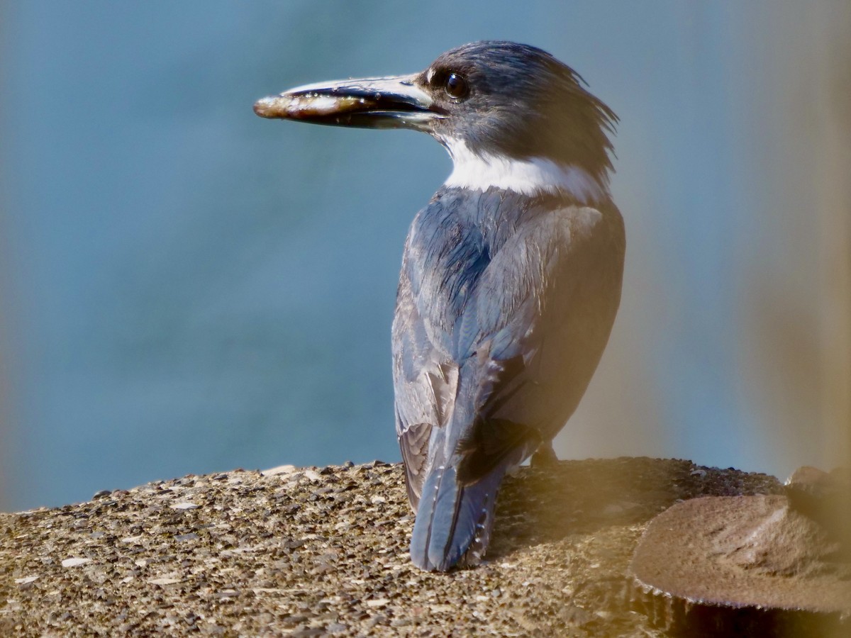 Belted Kingfisher - ML619401134