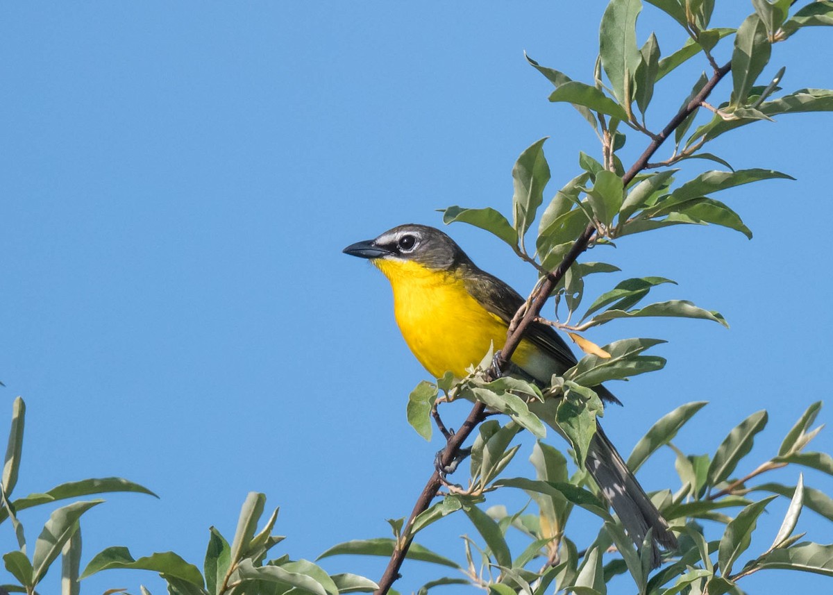 Yellow-breasted Chat - ML619401149