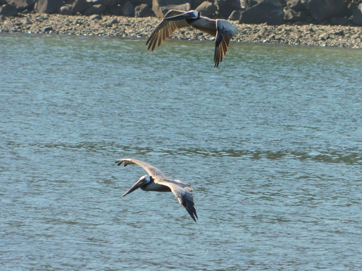 pelikán hnědý - ML619401188