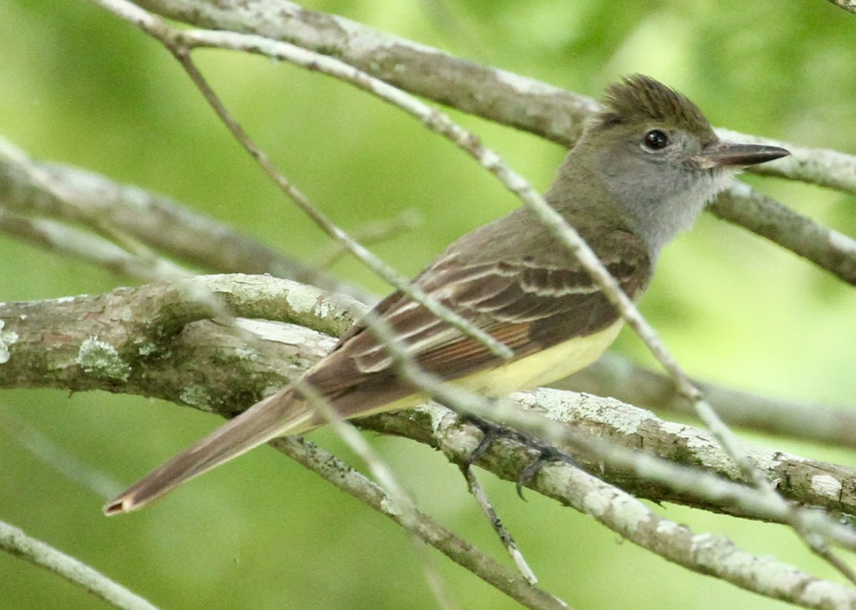 Great Crested Flycatcher - ML619401210