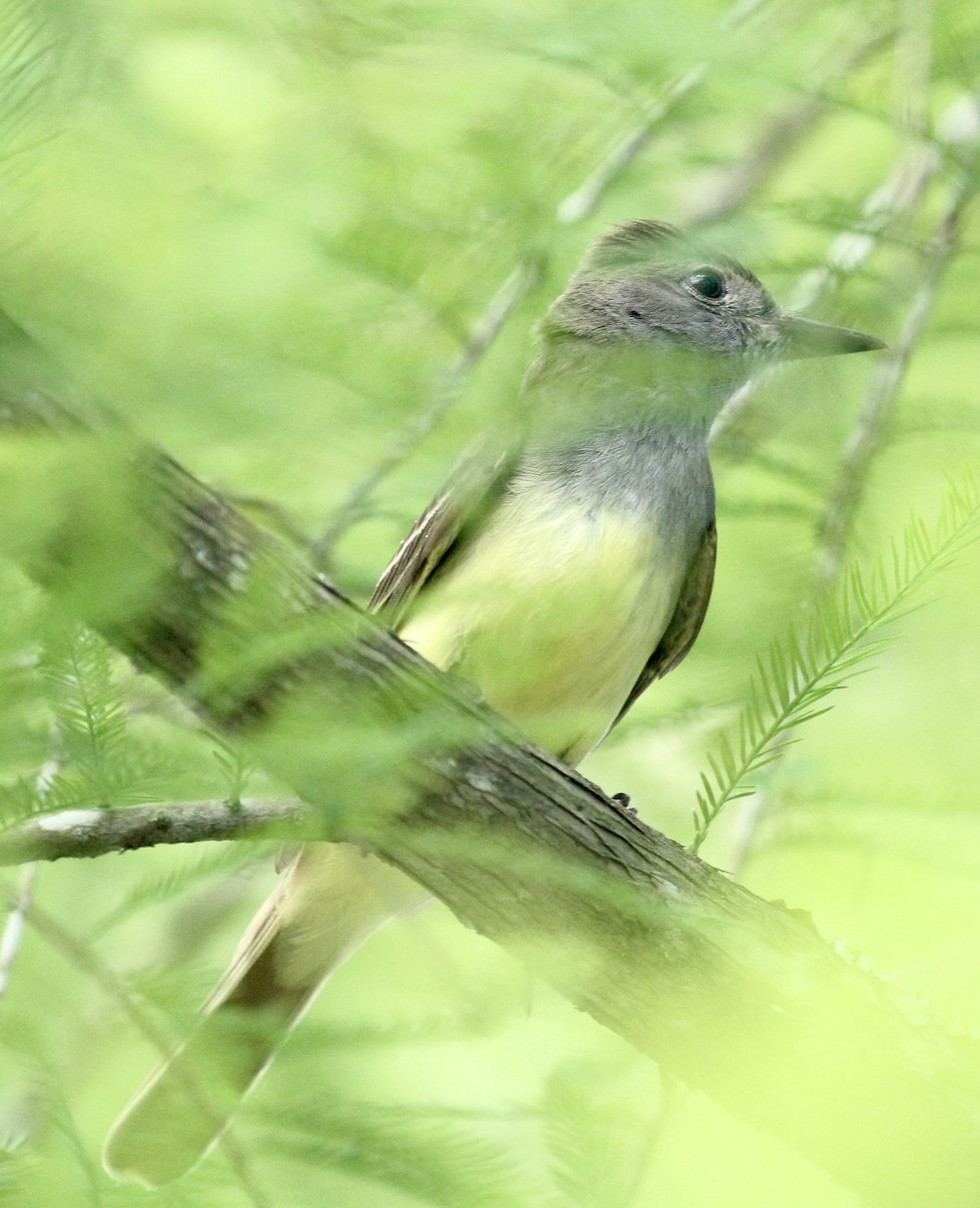 Great Crested Flycatcher - ML619401211
