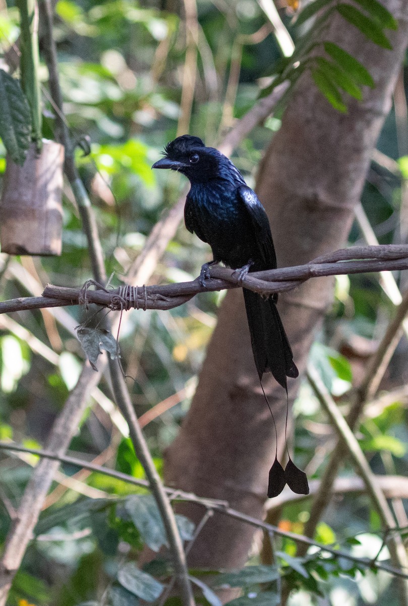 Greater Racket-tailed Drongo - ML619401265