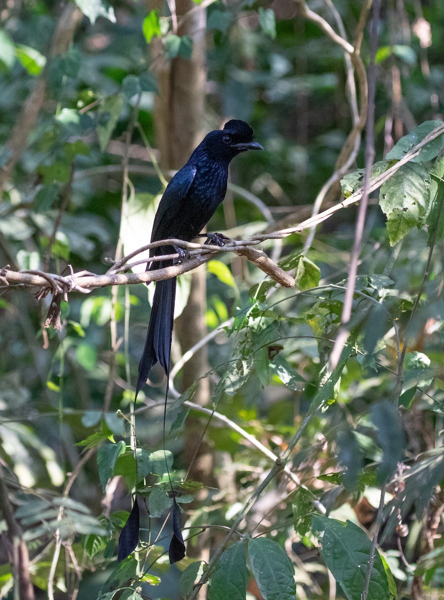Greater Racket-tailed Drongo - ML619401266