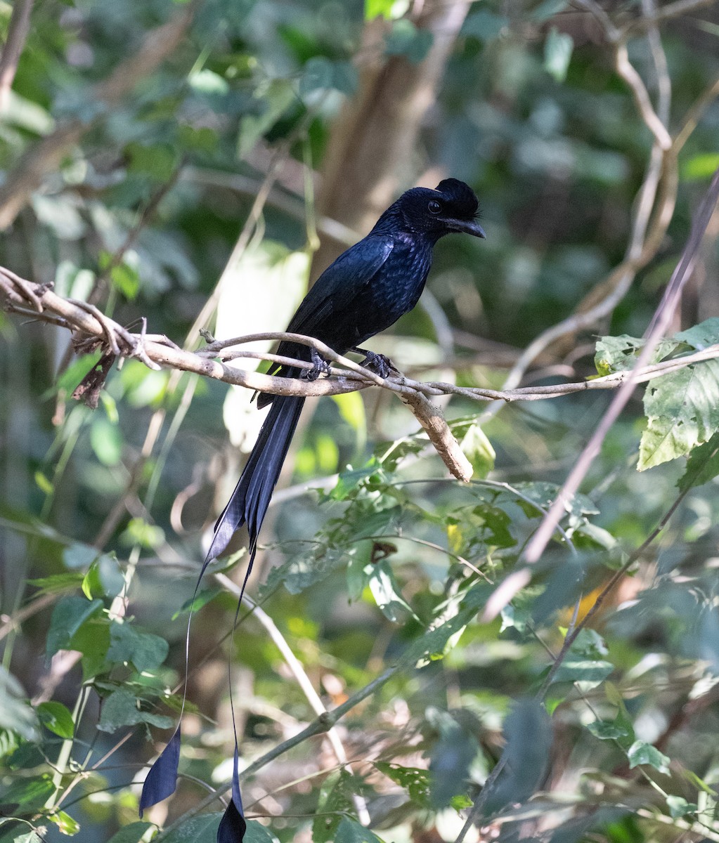 Greater Racket-tailed Drongo - ML619401267