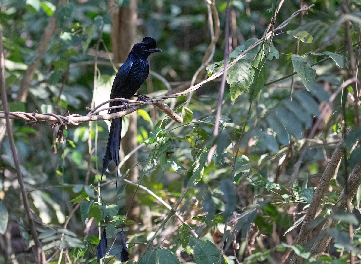 Greater Racket-tailed Drongo - ML619401269