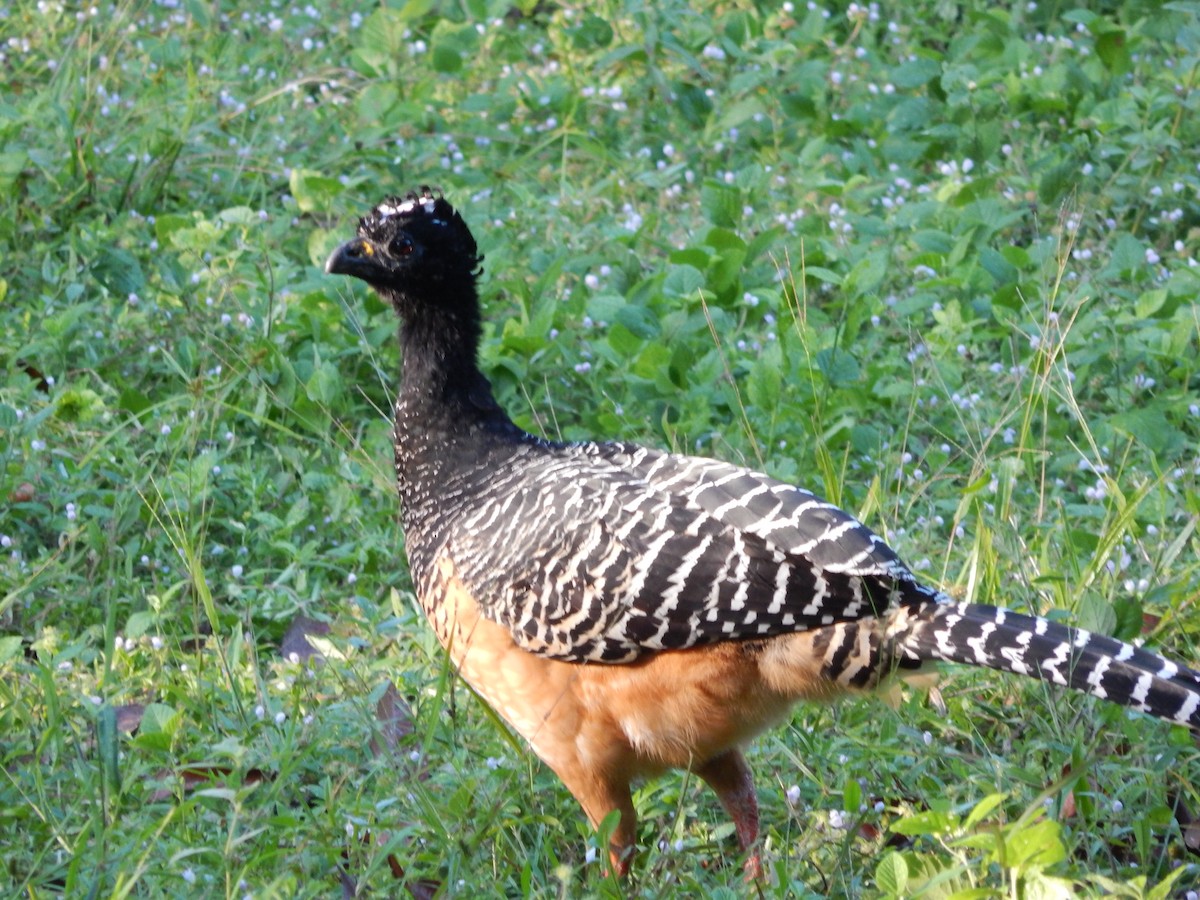 Bare-faced Curassow - ML619401345