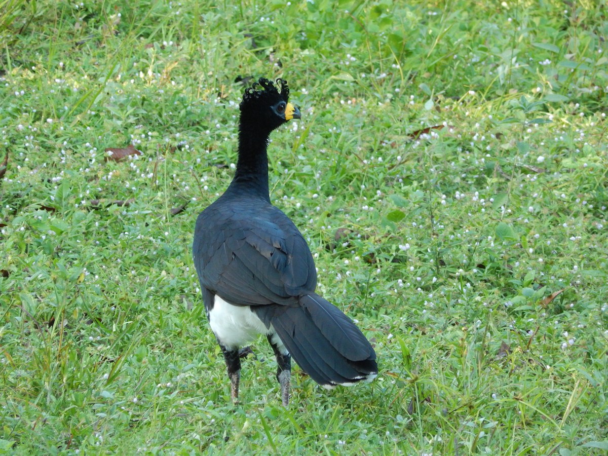 Bare-faced Curassow - ML619401346