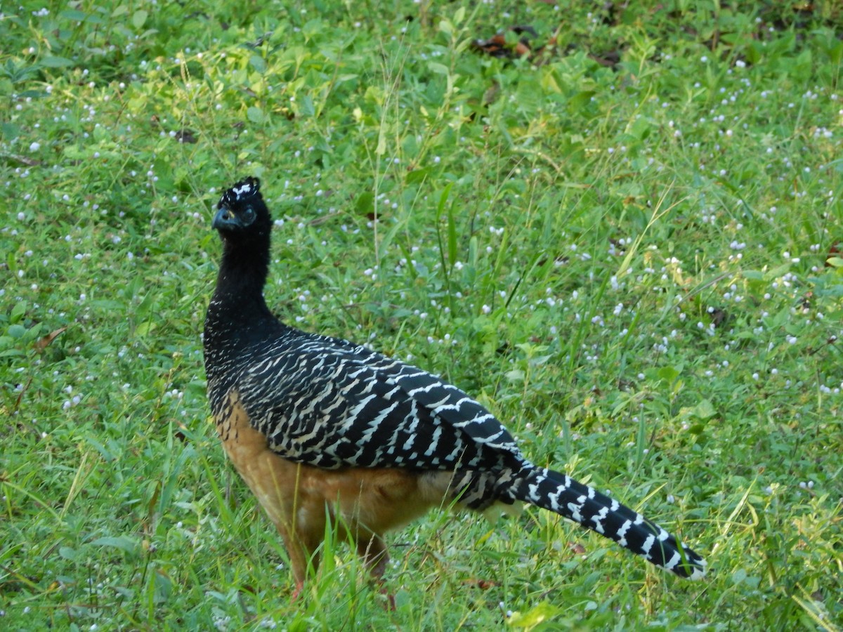 Bare-faced Curassow - ML619401348