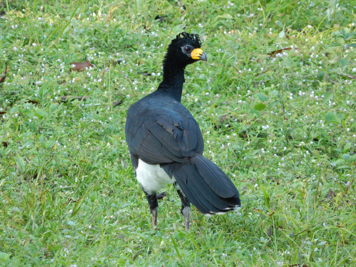 Bare-faced Curassow - ML619401349