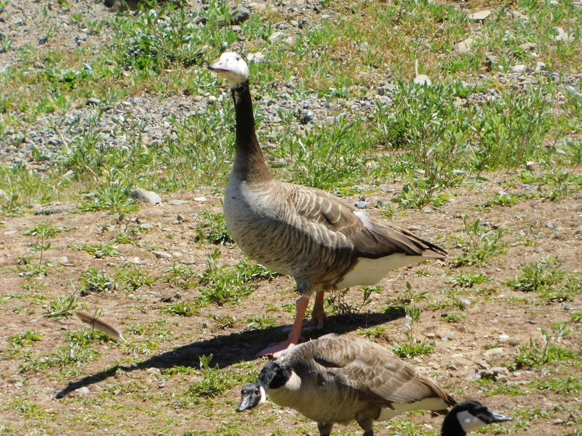 Domestic goose sp. x Canada Goose (hybrid) - ML619401365