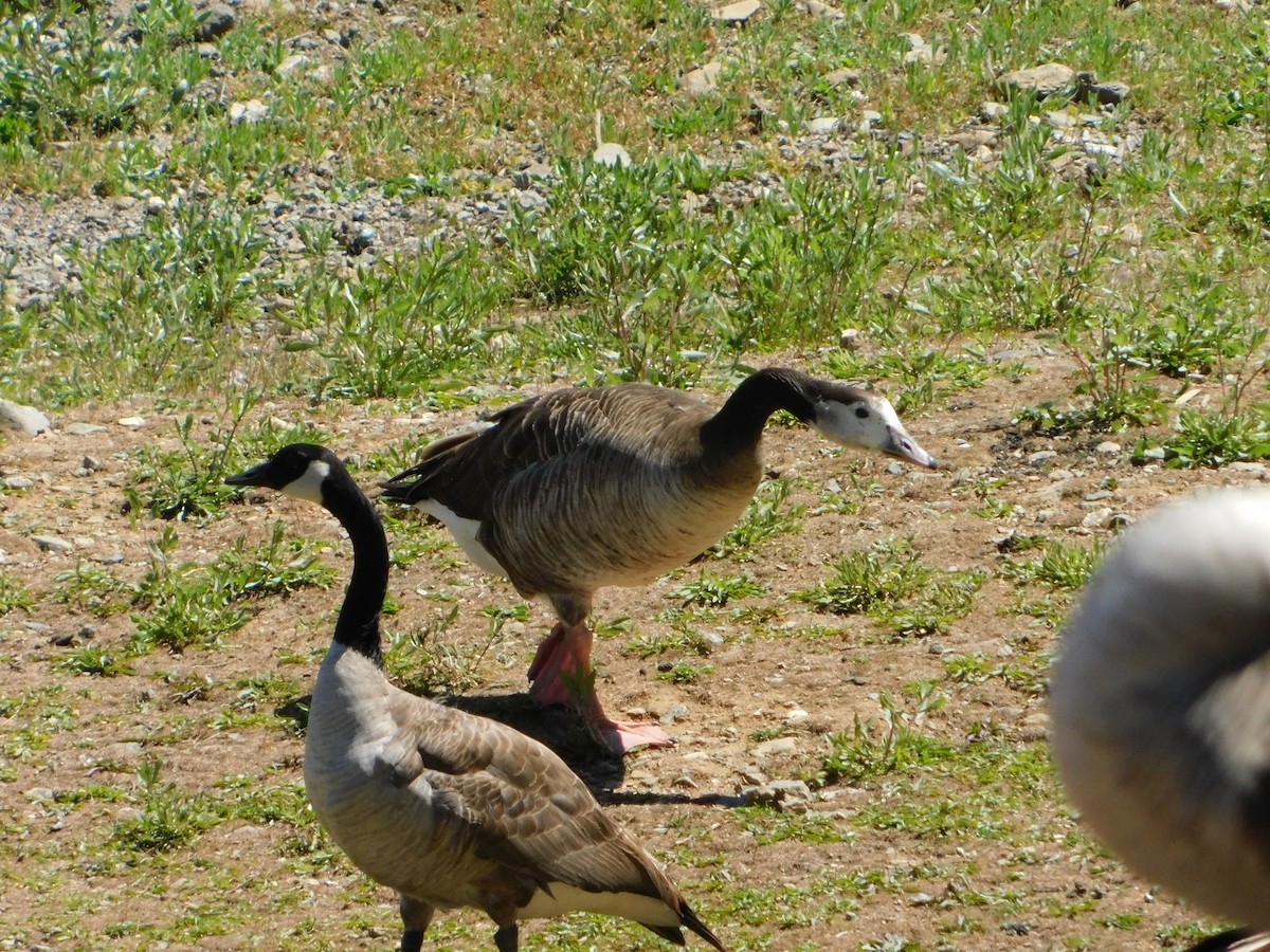 Domestic goose sp. x Canada Goose (hybrid) - ML619401367
