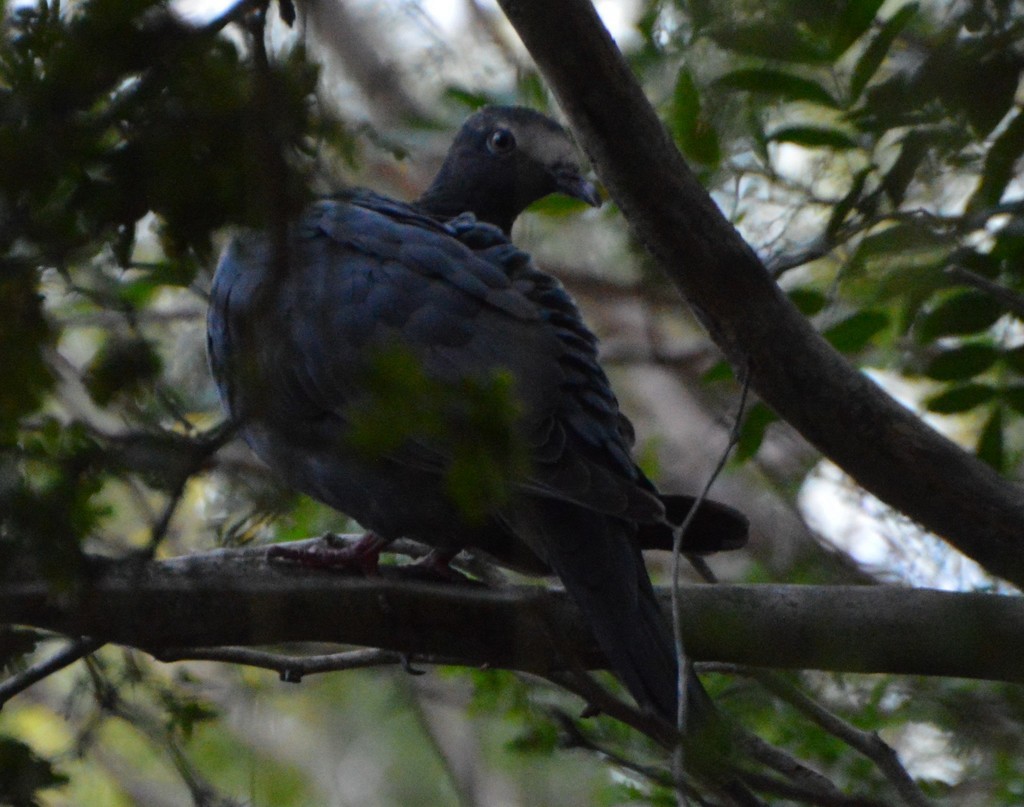 White-crowned Pigeon - ML619401416