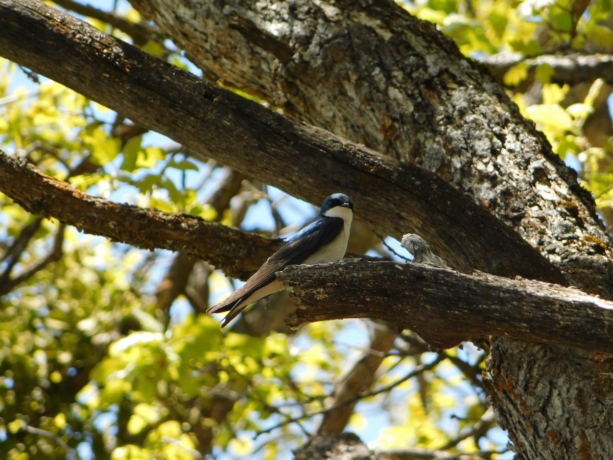 Tree Swallow - ML619401432