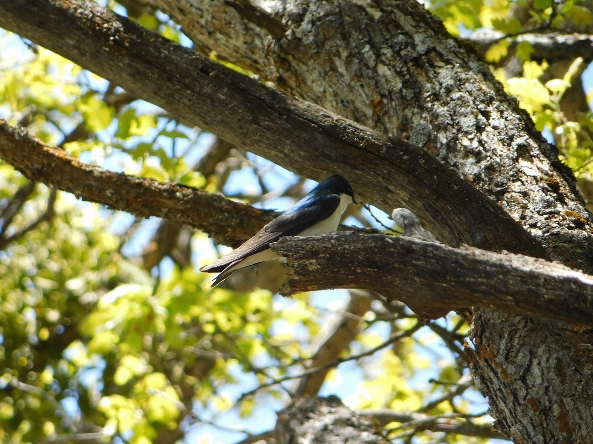 Tree Swallow - ML619401436