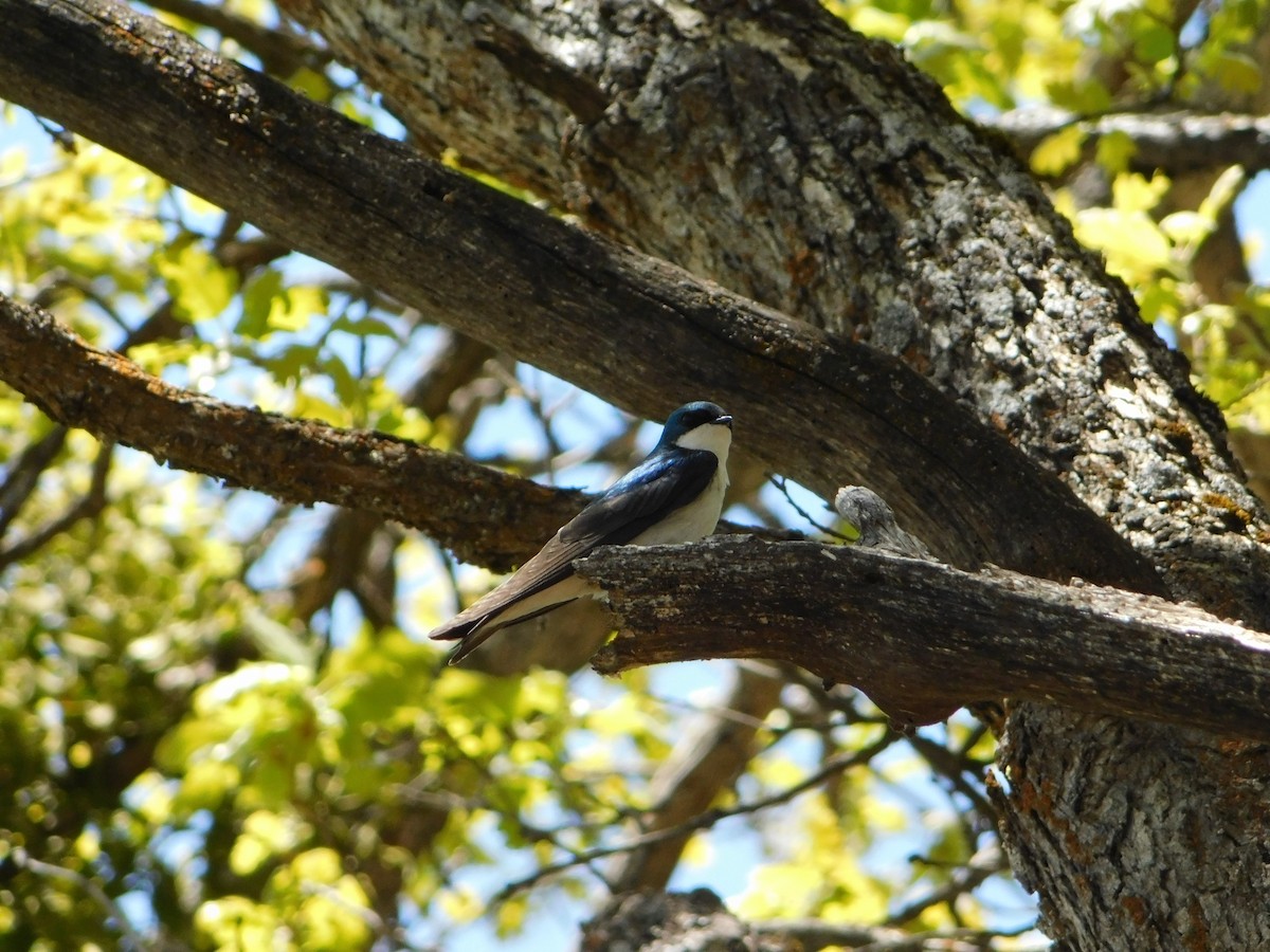 Tree Swallow - ML619401438