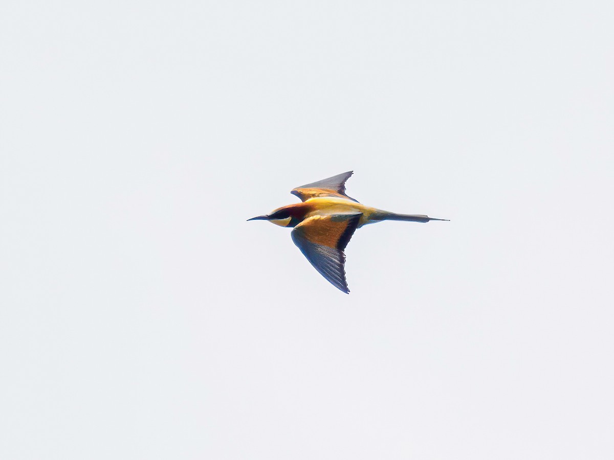 European Bee-eater - ML619401499