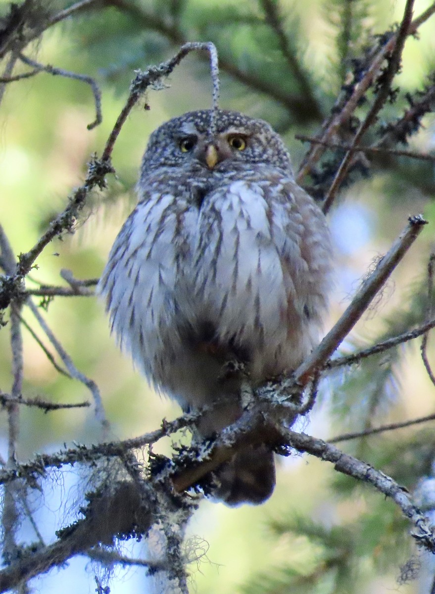 Eurasian Pygmy-Owl - ML619401520