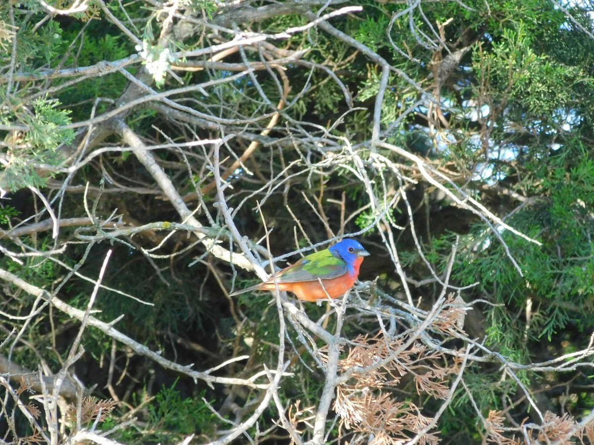 Painted Bunting - ML619401543