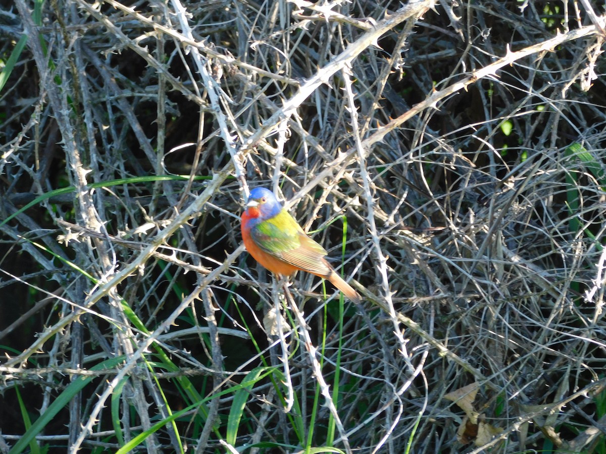 Painted Bunting - ML619401544