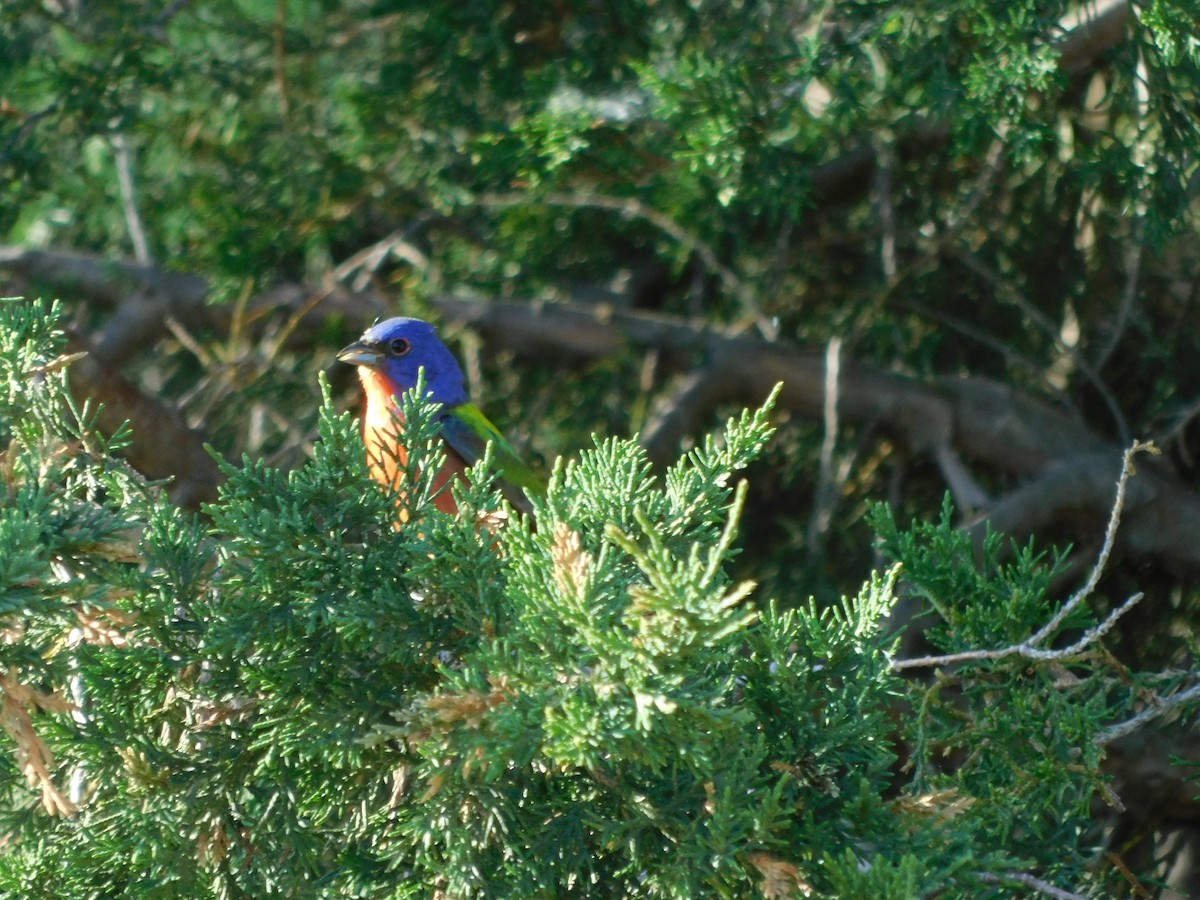 Painted Bunting - ML619401545