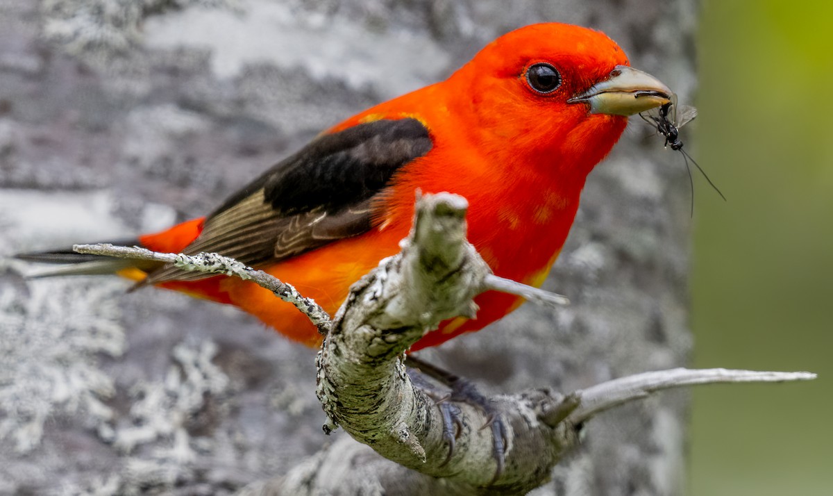 Scarlet Tanager - ML619401606