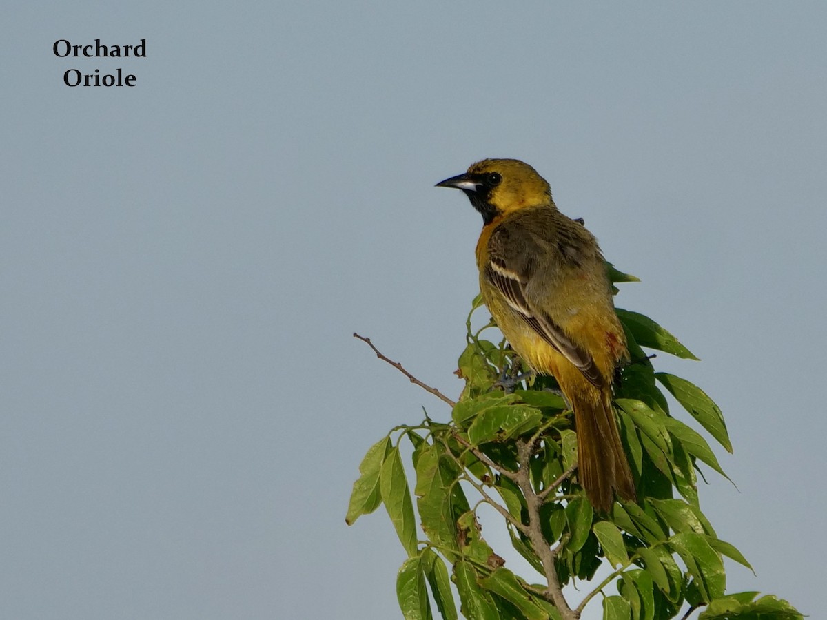 Orchard Oriole - ML619401624