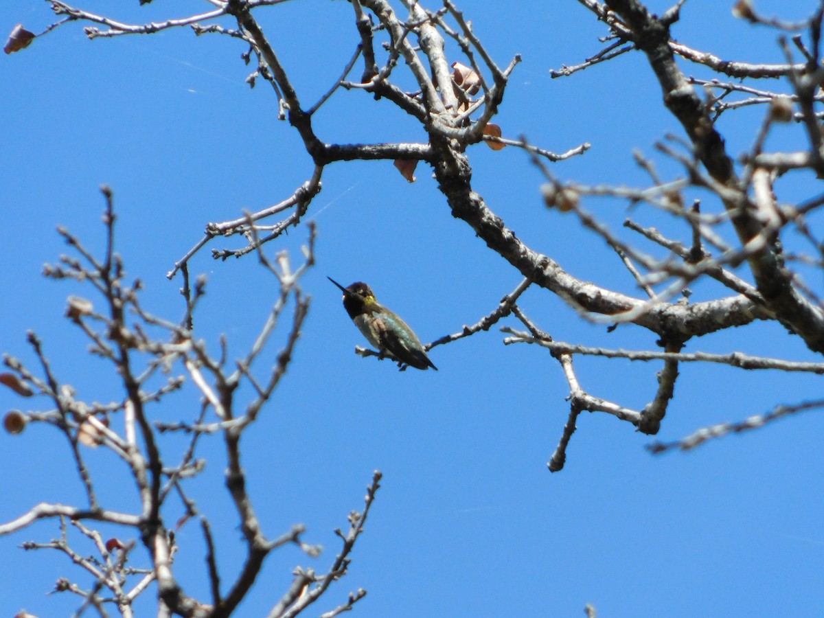 Calliope Hummingbird - ML619401640
