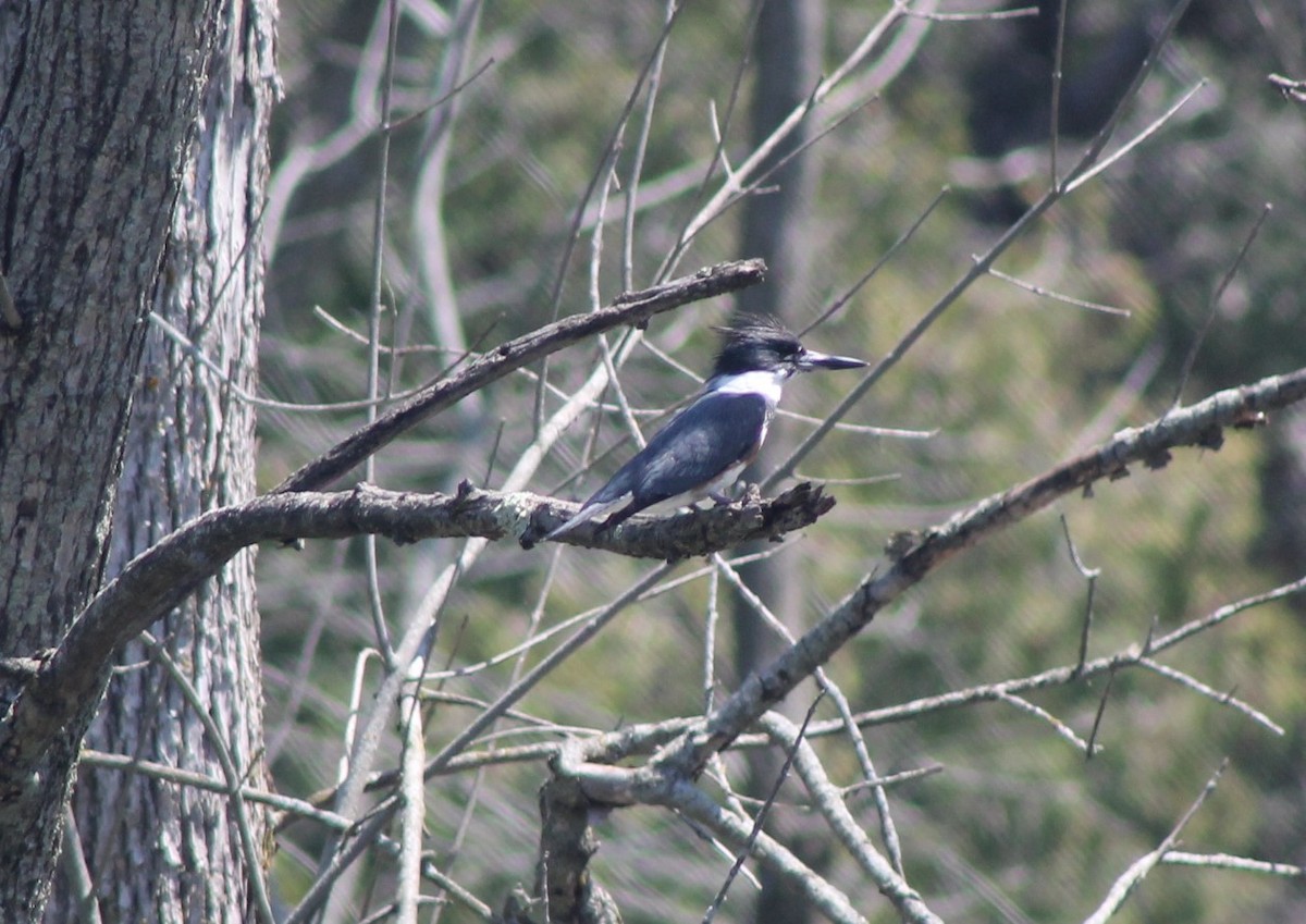 Belted Kingfisher - ML619401652