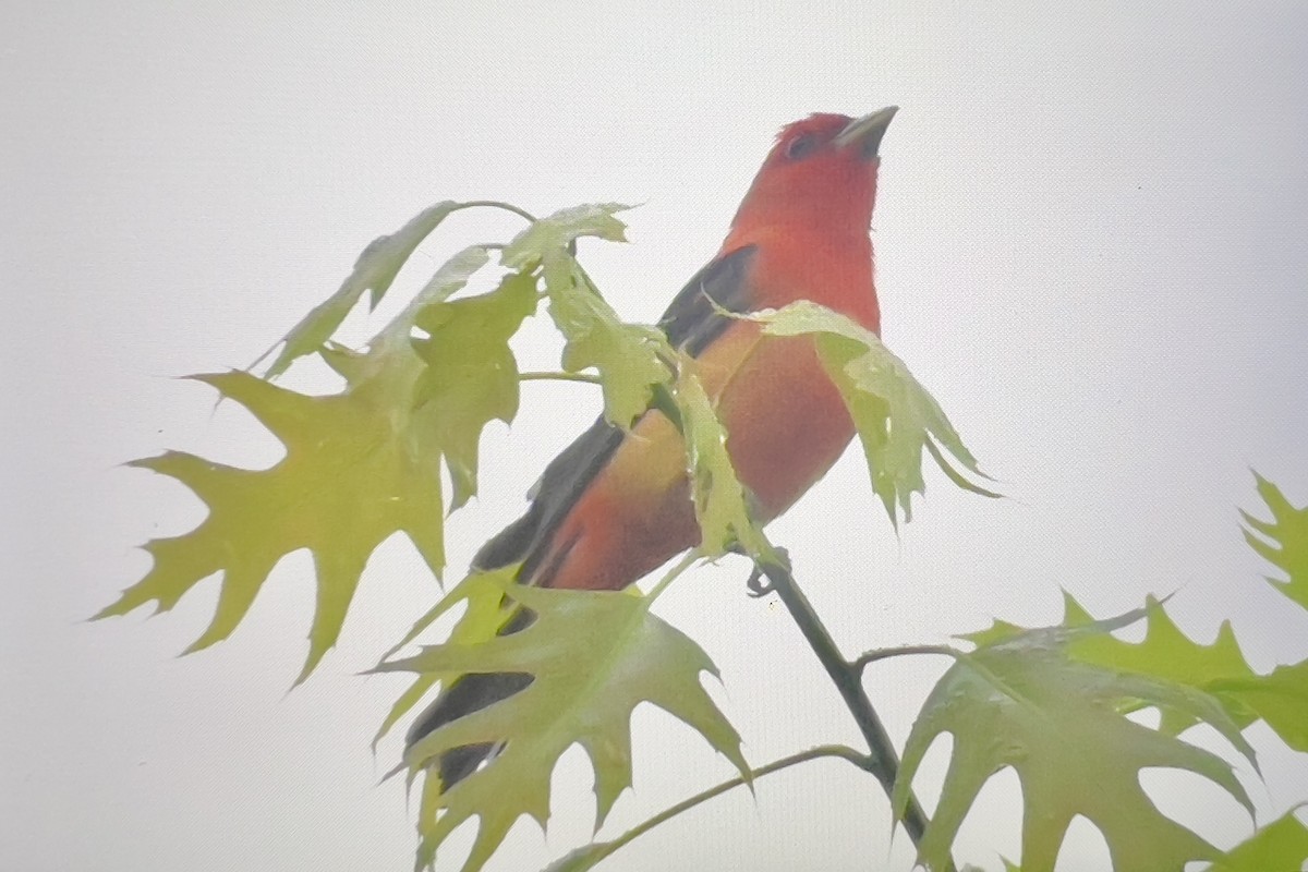 Scarlet Tanager - ML619401655