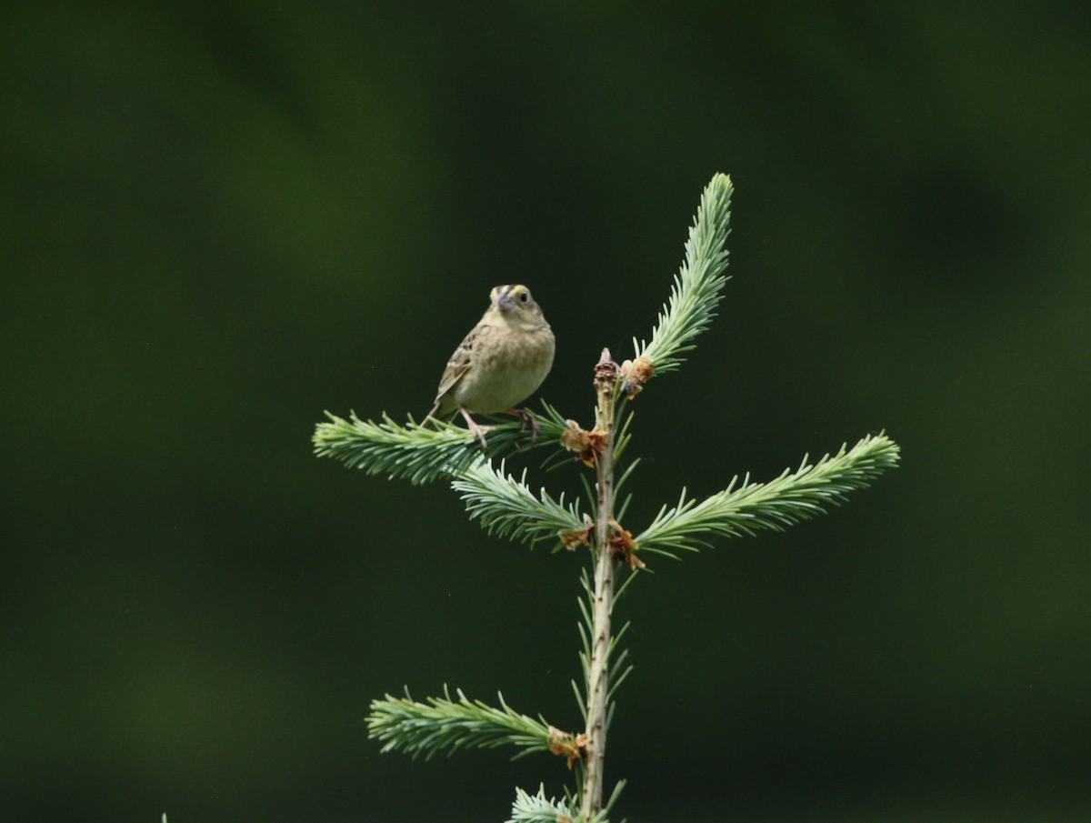 Grasshopper Sparrow - ML619401692