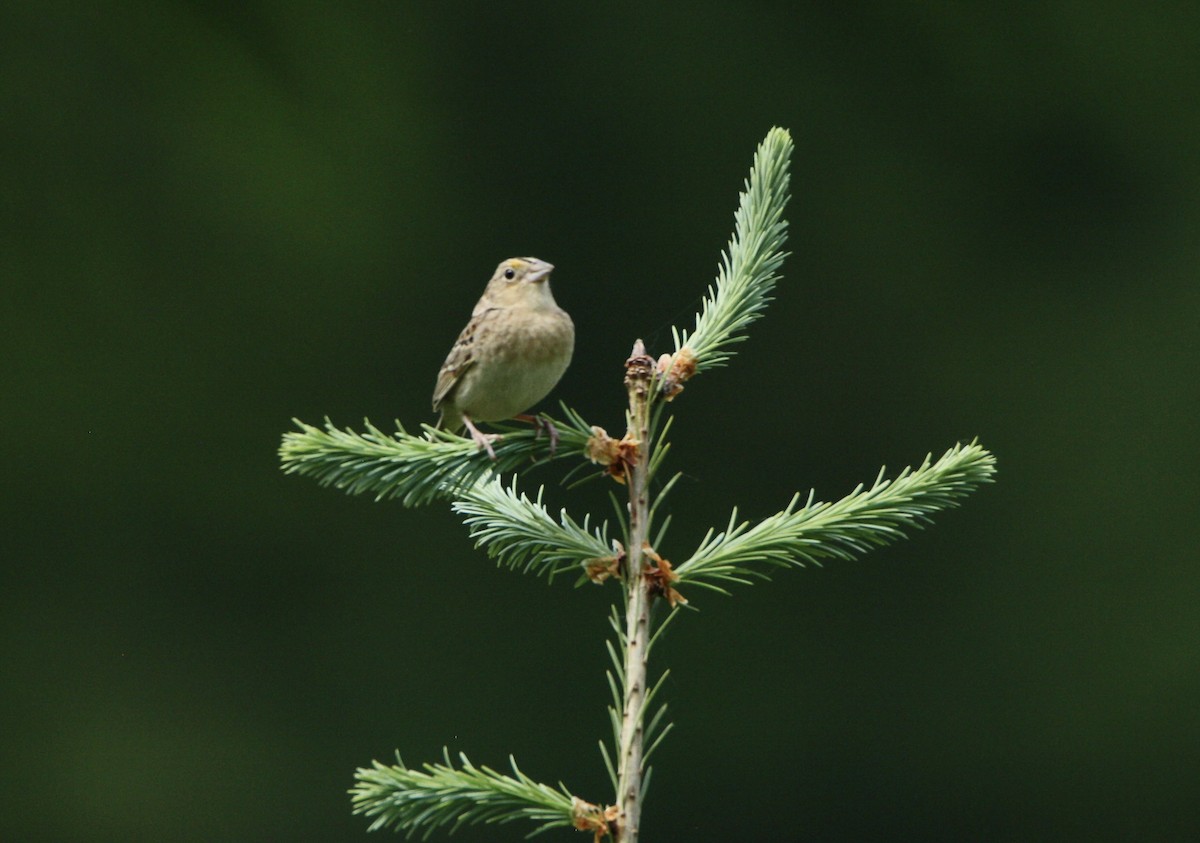 Grasshopper Sparrow - ML619401693