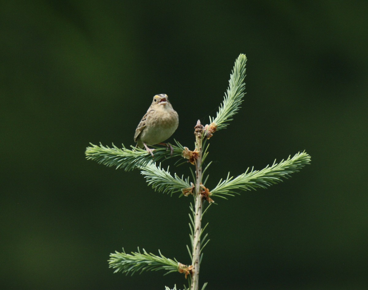 Grasshopper Sparrow - ML619401694